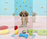 Small #2 Shih Tzu Mix