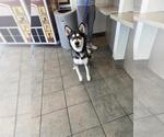 Small #1 Huskies  Mix