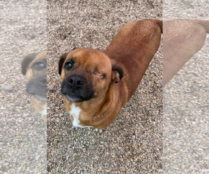 Bramble- our little one eyed hero - Male Pug-Unknown Mix Dog for Adoption - Photo #3