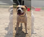 Small #1 American Pit Bull Terrier Mix