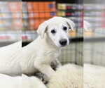 Small #3 Golden Pyrenees
