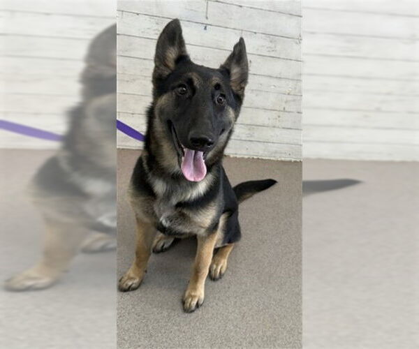 Medium Photo #1 German Shepherd Dog-Unknown Mix Puppy For Sale in San Bernardino, CA, USA