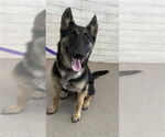 Small German Shepherd Dog Mix