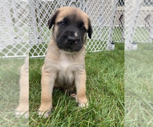 Mastiff-Newfoundland Mix Puppy for sale in ANDOVER, MN, USA