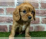 Small #6 Cavalier King Charles Spaniel