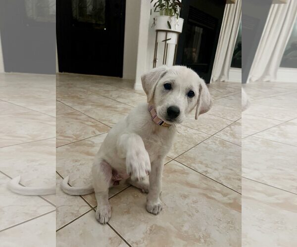 Medium Photo #1 Akbash-Great Pyrenees Mix Puppy For Sale in Houston, TX, USA