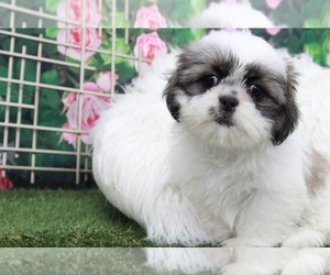 Shih Tzu Puppy for sale in MARIETTA, GA, USA