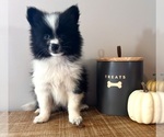 Small #3 Pomeranian