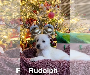 German Shepherd Dog Puppy for sale in E LAURINBURG, NC, USA