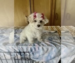Puppy 2 Lhasa Apso-Maltipoo Mix