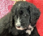 Puppy Astrid Bernedoodle