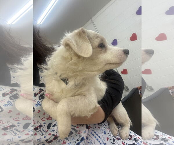 Medium Photo #4 Chion Puppy For Sale in York, SC, USA