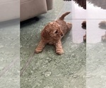 Small Photo #14 Cavapoo-Poodle (Toy) Mix Puppy For Sale in PENSACOLA, FL, USA