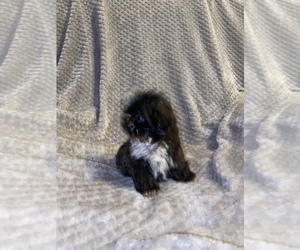 Shih Tzu Puppy for sale in LITHONIA, GA, USA