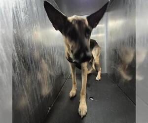 German Shepherd Dog-Unknown Mix Dogs for adoption in San Antonio, TX, USA