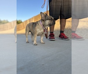 French Bulldog Puppy for sale in HESPERIA, CA, USA