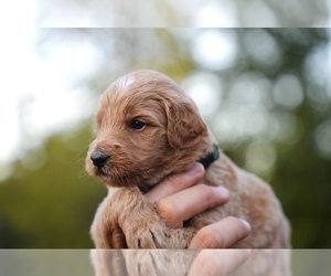 Medium Goldendoodle (Miniature)