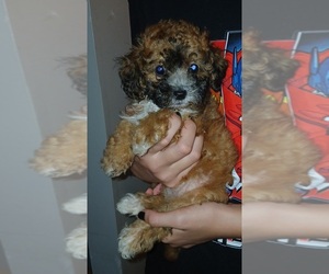Doxiepoo (Miniature) Puppy for sale in BURLINGTON, MA, USA