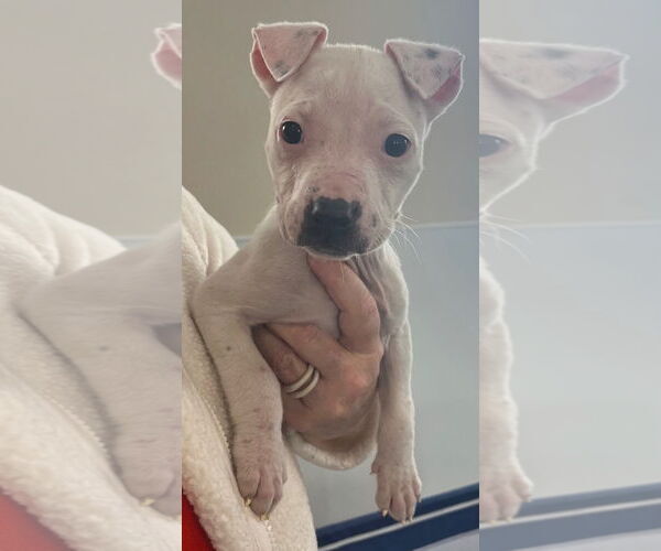 Medium Photo #2 Mutt Puppy For Sale in Clarkston, MI, USA