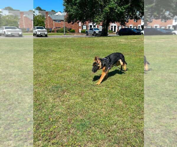 Medium Photo #5 German Shepherd Dog Puppy For Sale in AUGUSTA, GA, USA