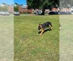 Small #4 German Shepherd Dog