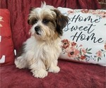 Small #6 Shorkie Tzu