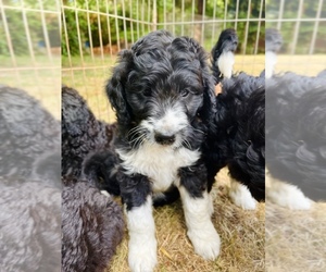 Aussiedoodle Puppy for Sale in OLYMPIA, Washington USA