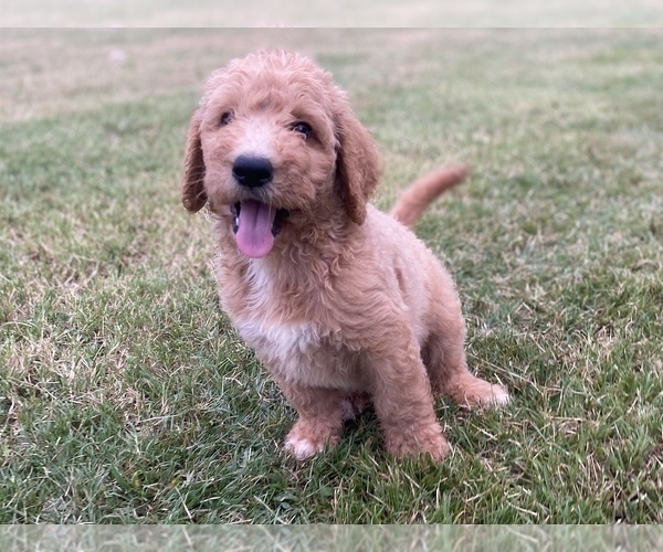 Medium Photo #5 Goldendoodle Puppy For Sale in CANON, GA, USA