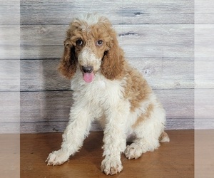 Poodle (Standard) Puppy for sale in SHAWNEE, OK, USA