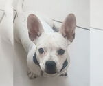 Small French Bulldog-Jack Russell Terrier Mix
