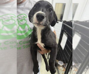 Great Pyrenees-Rottweiler Mix Dogs for adoption in Osgood, IN, USA
