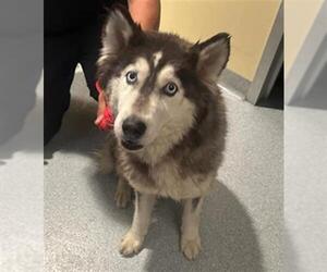 Medium Siberian Husky