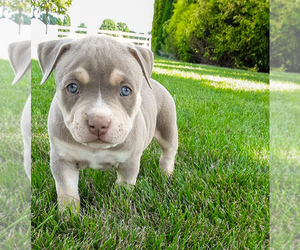 American Bully Puppy for sale in TOPEKA, IN, USA