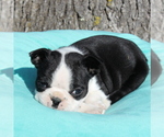Small Photo #1 Boston Terrier Puppy For Sale in HUGHESVILLE, MD, USA