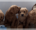 Small Photo #8 Labradoodle Puppy For Sale in ANACONDA, MT, USA
