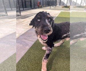 Bernedoodle Dogs for adoption in Valrico, FL, USA