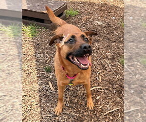 German Shepherd Dog Dogs for adoption in Waterford, VA, USA