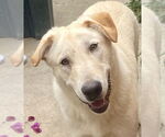 Small #1 Labrador Retriever Mix