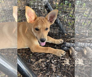 Huskies -Red Heeler Mix Dogs for adoption in Chama, NM, USA