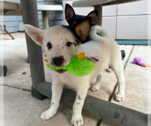 Mutt Dogs for adoption in Davis, CA, USA