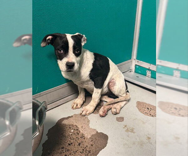 Medium Photo #1 Mutt Puppy For Sale in Oklahoma City, OK, USA