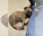 Small #5 Mutt