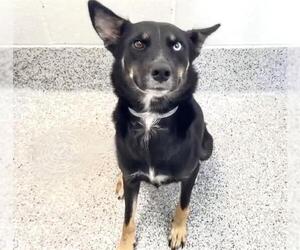 German Shepherd Dog-Unknown Mix Dogs for adoption in Houston, TX, USA