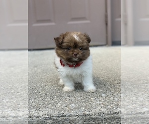 Shiranian Puppy for sale in WESTLAND, MI, USA