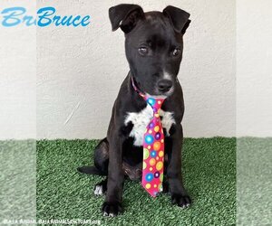 American Staffordshire Terrier-Unknown Mix Dogs for adoption in San Diego, CA, USA