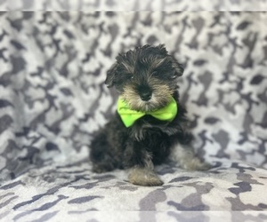 Schnauzer (Miniature) Puppy for Sale in LAKELAND, Florida USA
