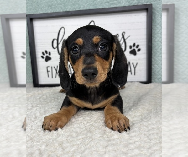 Medium Photo #2 Dachshund Puppy For Sale in FRANKLIN, IN, USA