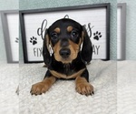 Small #1 Dachshund