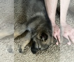 Small Photo #3 German Shepherd Dog Puppy For Sale in ALTAMONT, IL, USA