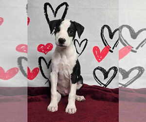 American Staffordshire Terrier-Unknown Mix Dogs for adoption in Lakewood, CO, USA